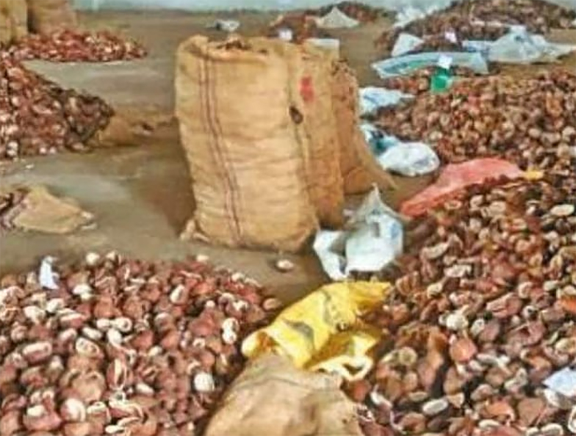 தேங்காய் பருப்பு ஏலம்