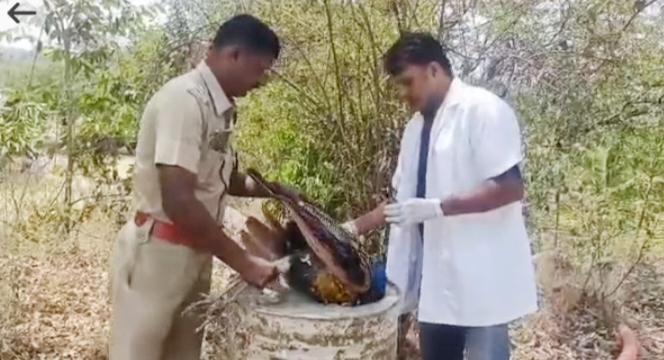 மயிலை மீட்ட வனத்துறையினர்