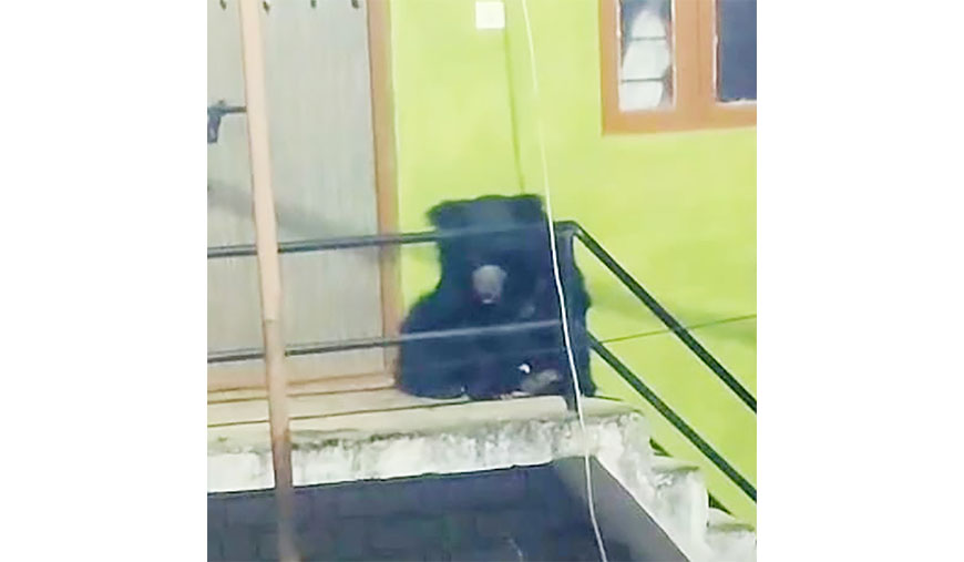 வீட்டு வாசலில் ஓய்வெடுத்த கரடியால் அச்சம்