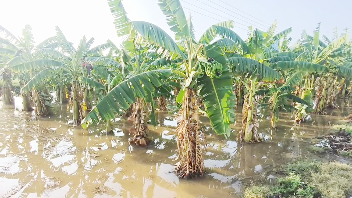 பலத்த காற்றுக்கு வேரோடு சாய்ந்த மரங்கள்