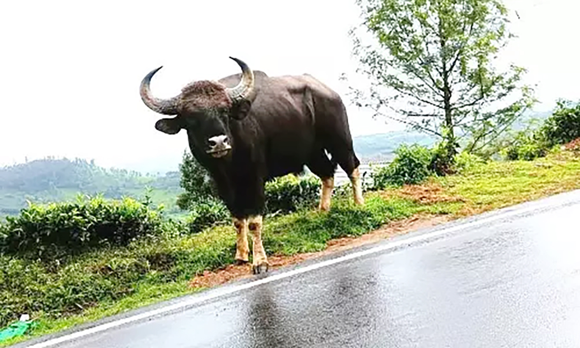 காட்டெருமைகள் நடமாட்டம் அதிகரிப்பு