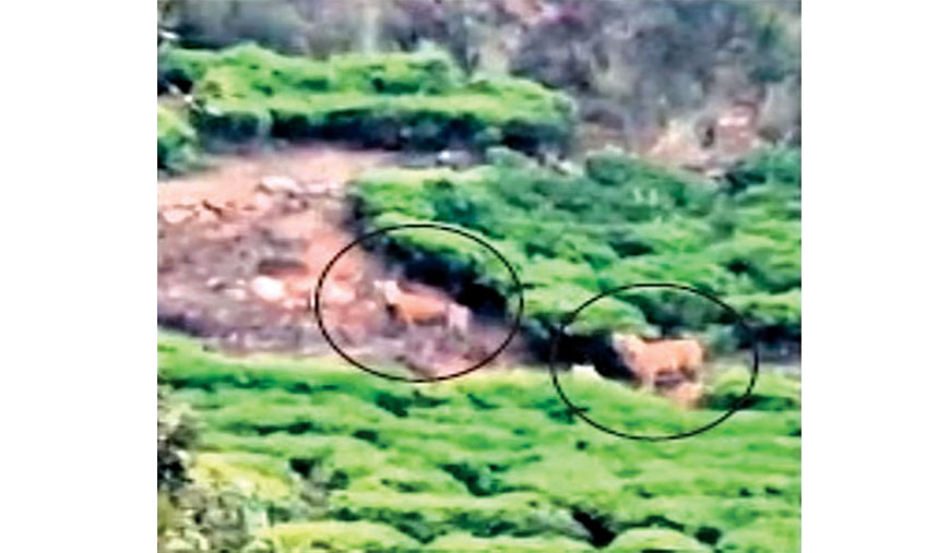 நீலகிரி தேயிலைத் தோட்டத்தில் புலிகள்