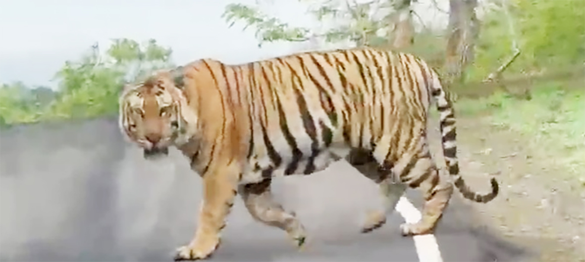 சாலையை கடந்து சென்ற புலி!