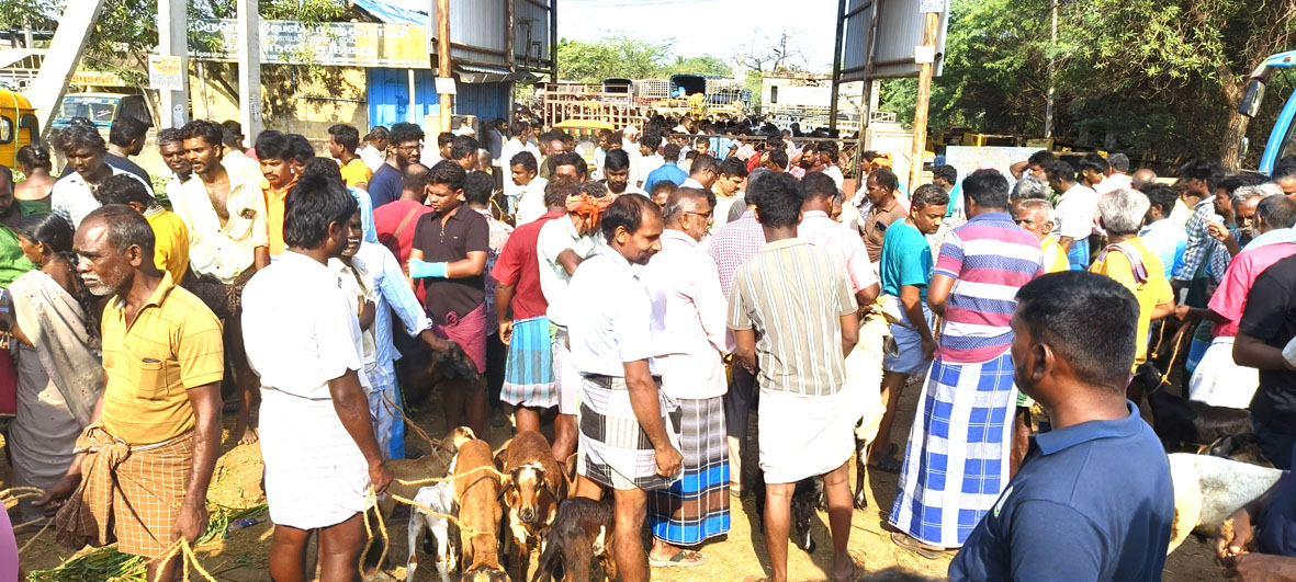மேலப்பாளையம் சந்தையில் ரூ.5 கோடிக்கு ஆடுகள் விற்பனை