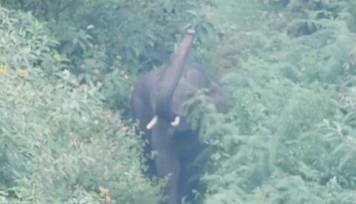 உதகையில் சுற்றித்திரிந்த ஒற்றையானை இடம் பெயர்வு