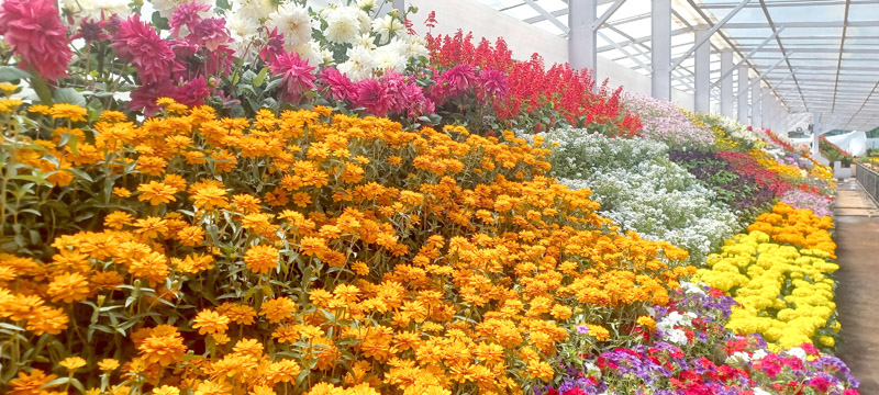 மே 18 முதல் மலர் கண்காட்சி களைகட்டும் உதகை