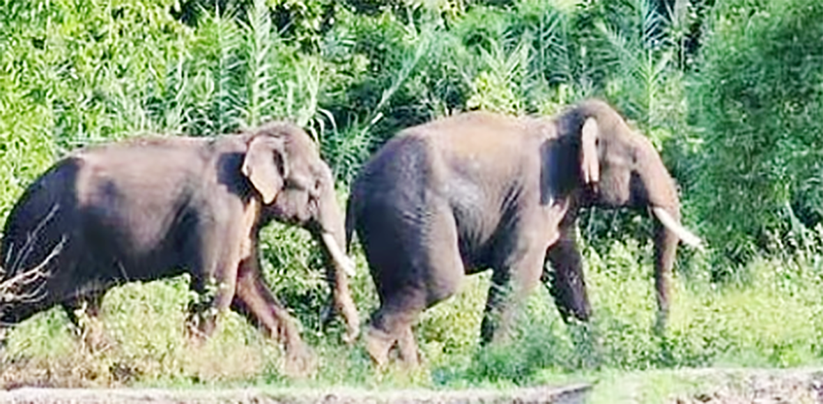 ஒகேனக்கல் வனப்பகுதியில் யானைகள் நடமாட்டம் சுற்றுலாப் பயணிகளுக்கு வனத்துறை எச்சரிக்கை