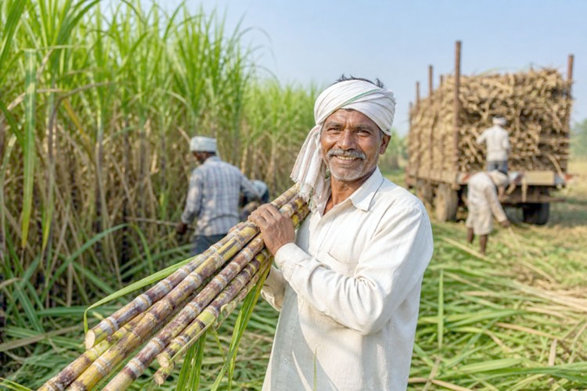 கரும்பு விவசாயிகள் போராட்டத்திற்கு வெற்றி கரும்பு கட்டுப்பாடு சட்ட மசோதாவை ரத்து செய்தது மோடி அரசு!