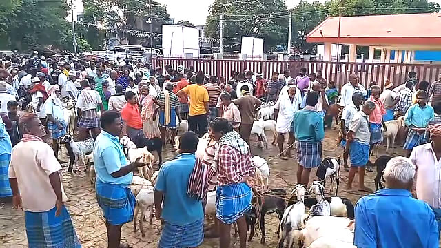 திருமங்கலத்தில் ஆடு விற்பனை அமோகம் ரூ.7 கோடிக்கு விற்பனை
