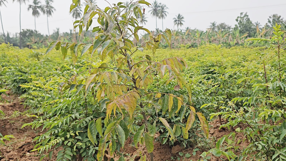 மணமும் குணமும் இருந்தும் விலையில்லை மேட்டுப்பாளையம் கறிவேப்பிலை விவசாயிகள் கவலை!