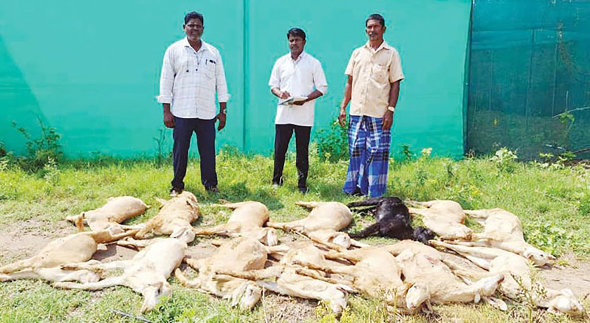 மின்னல் தாக்கி 15 செம்மறி ஆடுகள் உயிரிழப்பு