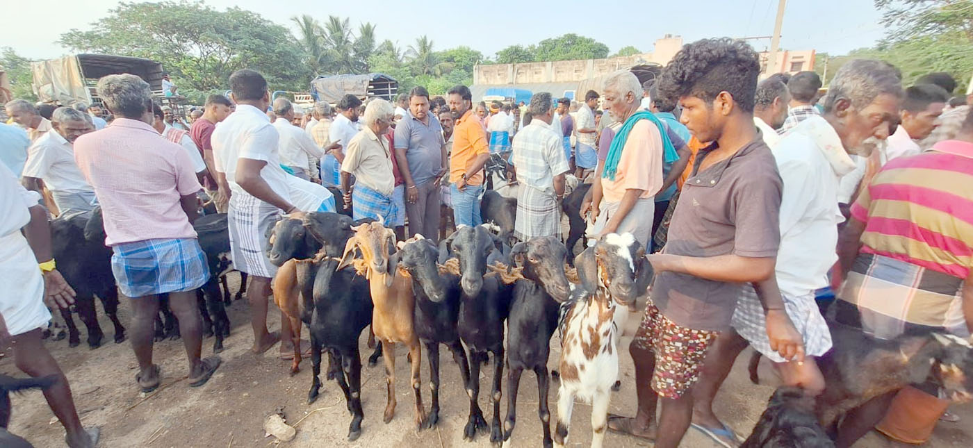 களைகட்டிய நத்தம் ஆட்டுச்சந்தை ரூ.2 கோடிக்கு ஆடுகள் விற்பனை