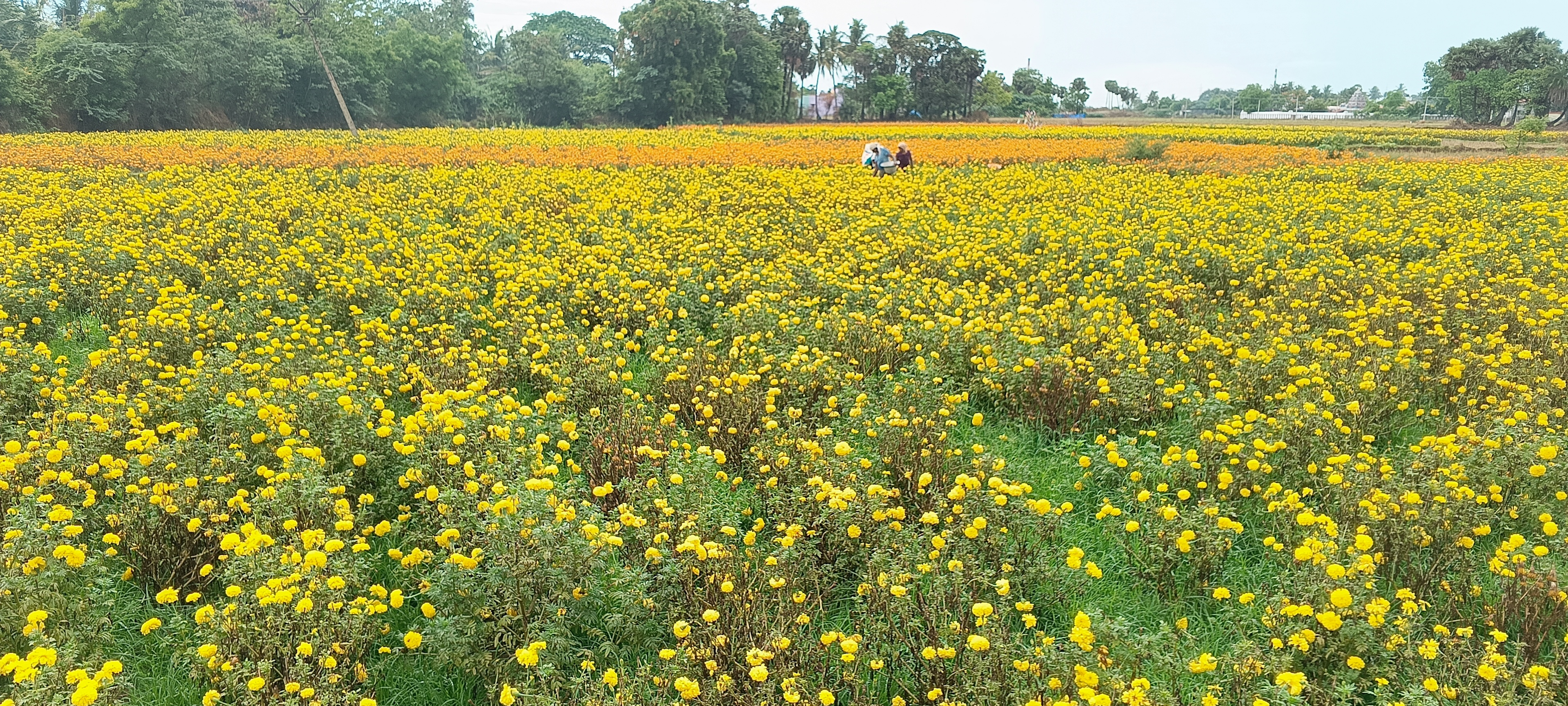 பூ விவசாயிகள் பாதிப்பு