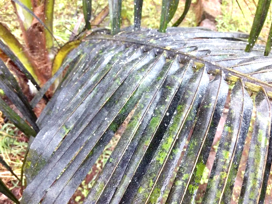 தென்னையில் ரூகோஸ் சுருள் வெள்ளை ஈ மேலாண்மை தஞ்சை மாவட்ட தோட்டக்கலைத் துறை அறிவுறுத்தல்
