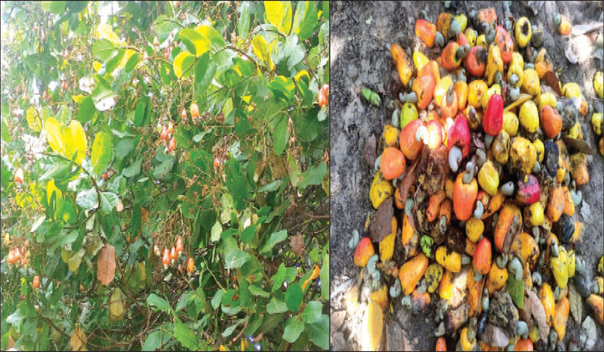 செம்பனார்கோவில் வட்டாரப் பகுதியில் முந்திரி விளைச்சல் அமோகம்