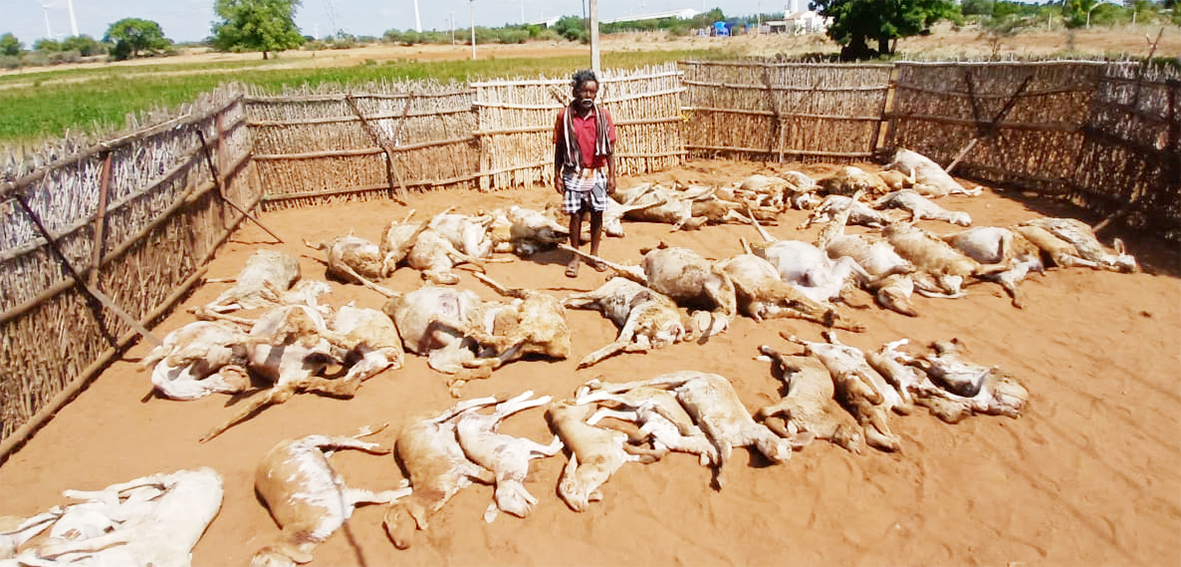 தெரு நாய்கள் கடித்து 50 செம்மறி ஆடுகள் பலி
