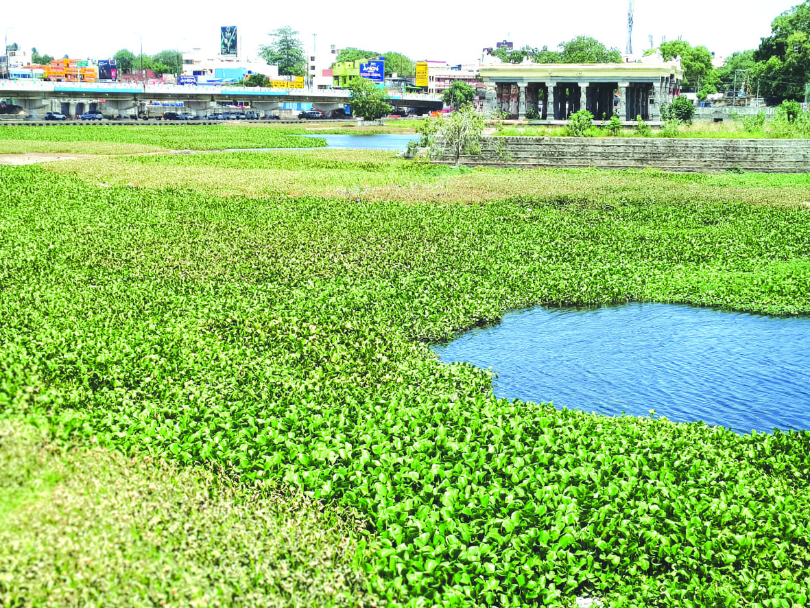 சென்னையின் கூவம் போல மாறுமா மதுரையின் வைகை? வரலாறும் பண்பாடும் காக்கப்படுமா என்ற அச்சத்தில் மக்கள்