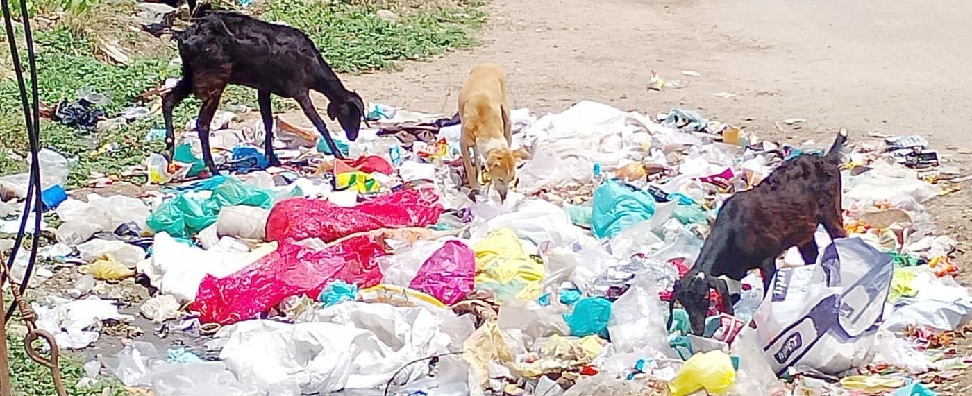 குப்பைகளை அகற்றாத கூரைக்குண்டு ஊராட்சி நெகிழிகளை உண்ணும் கால்நடைகள்