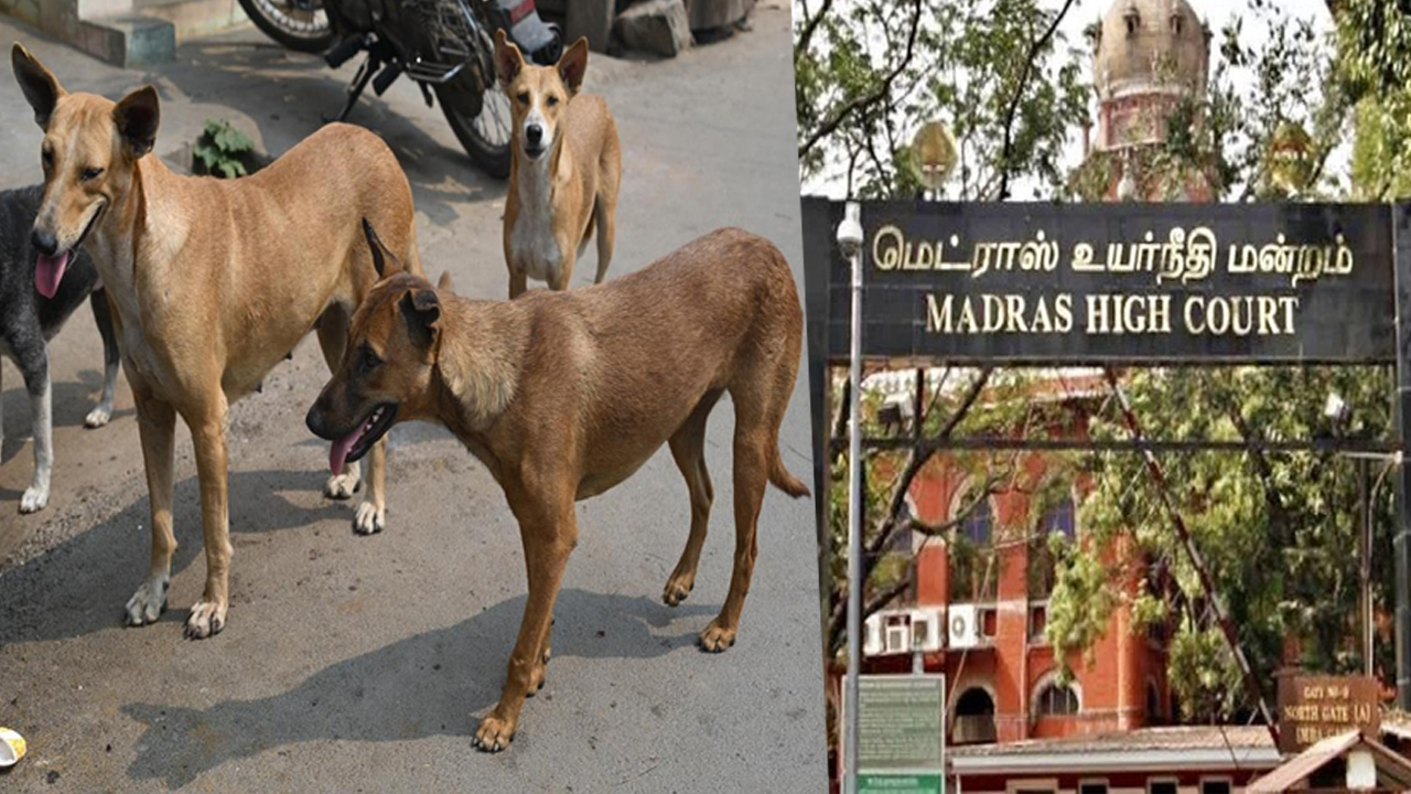 தெருநாய்கள் பிரச்சனை: தமிழ்நாடு, புதுச்சேரி அரசுகளுக்கு உயர்நீதிமன்றம் உத்தரவு