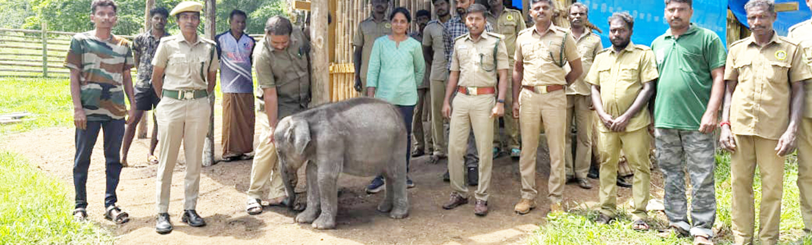 கோவை வனக்கோட்டம், பெட்டிக்குட்டை வனப்பகுதியில்