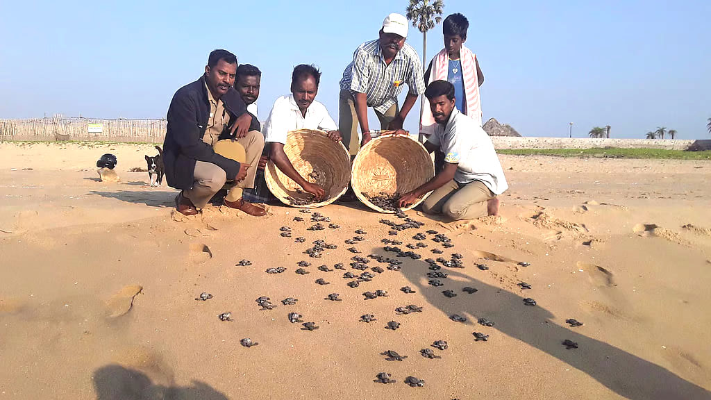 தமிழ்நாட்டில் ஆமை இறப்புகள் 50% குறைவு