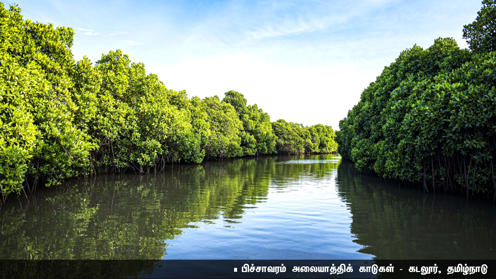மீண்டும் புத்துயிர் பெறும் அலையாத்திக் காடுகள் (Mangroves)! - ஆய்வாளர்கள் மகிழ்ச்சி