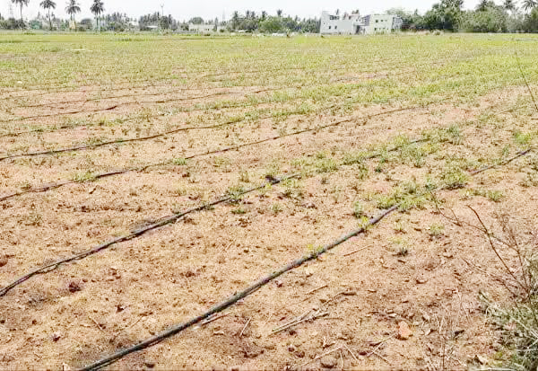 வறட்சியை எதிர்கொள்ள சொட்டுநீர் பாசனத்தில் கள்ளக்குறிச்சி விவசாயிகள்
