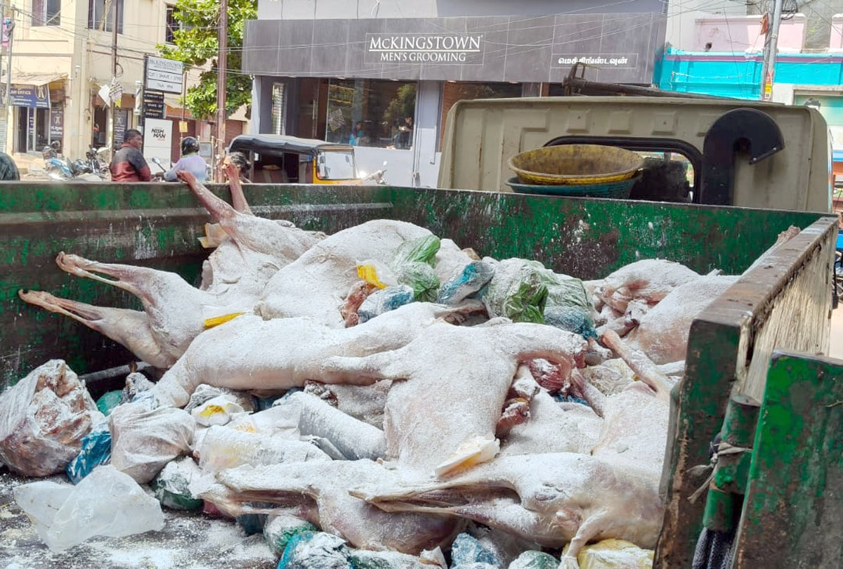 மதுரையில் கெட்டுப்போன,200 கிலோ ஆடு, கோழி இறைச்சி பறிமுதல்; கடைக்கு சீல்