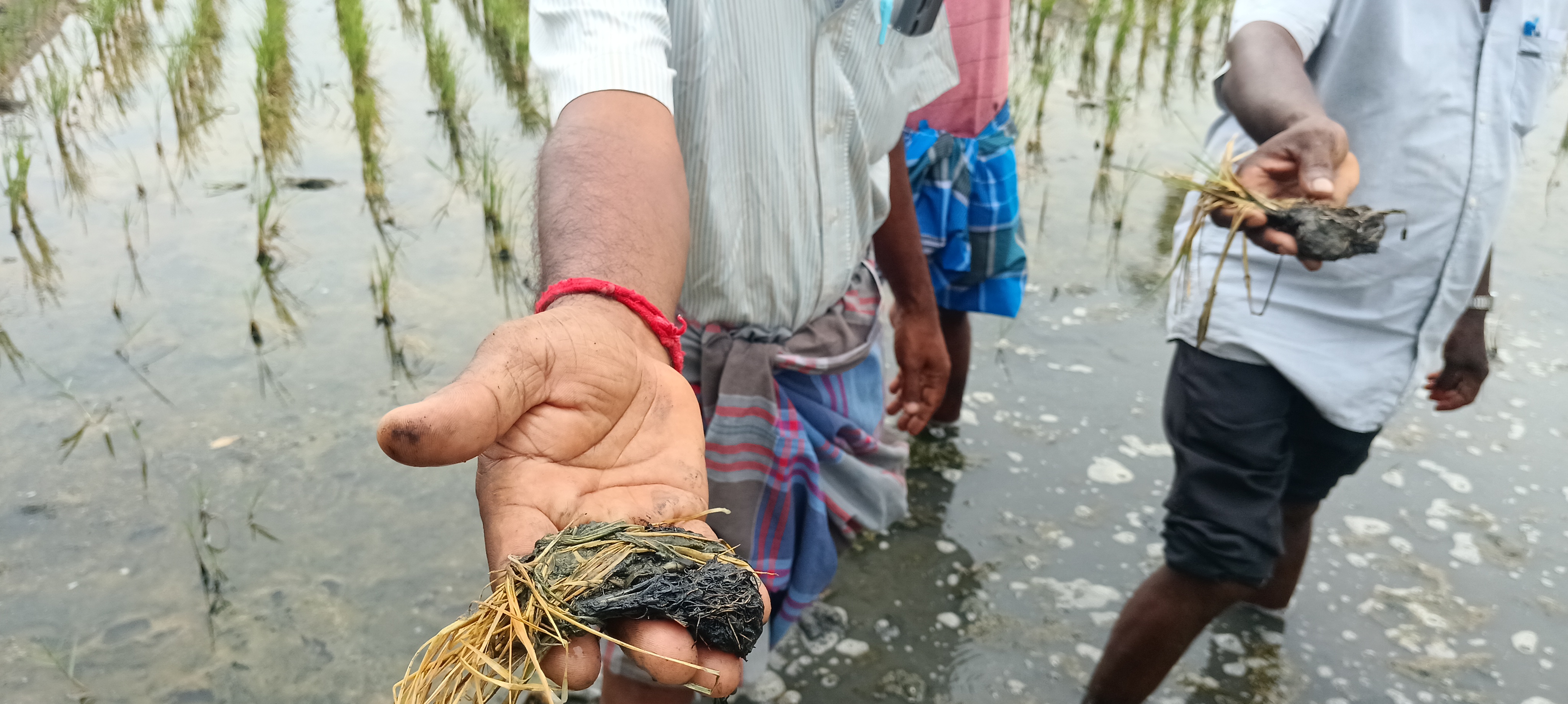 காவிரி நீரின்றி கருகும் குறுவை நெற்பயிர்கள்: விவசாயிகள் கவலை