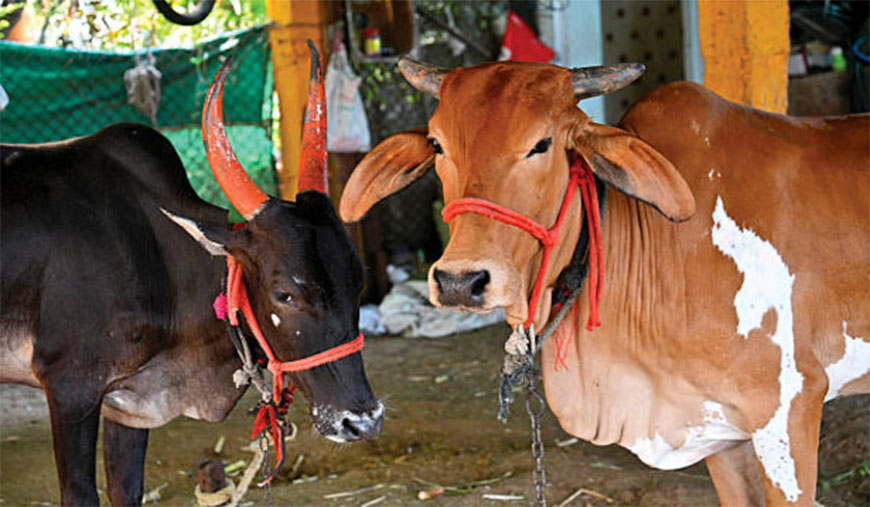 பசுவின் பெயரால் மனிதம் புதைக்கப்படும் அவலம்!
