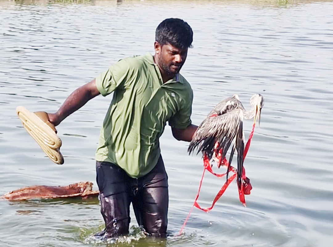 ஆபத்தில் சிக்கிய நாரையை மீட்ட பறவை ஆர்வலர்