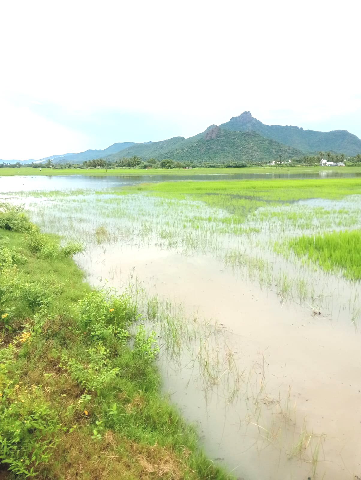 கால்வாயைத் தூர் வாராத அலட்சியம், நீரில் மூழ்கிய நெற்பயிர்கள்